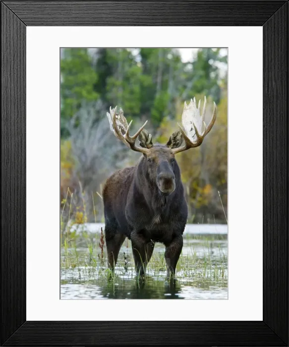 Framed Print : Moose - Bull - Autumn - Western USA _B2C1532 Framed Print : Moose - Bull - Autumn - Western USA _B2C1532