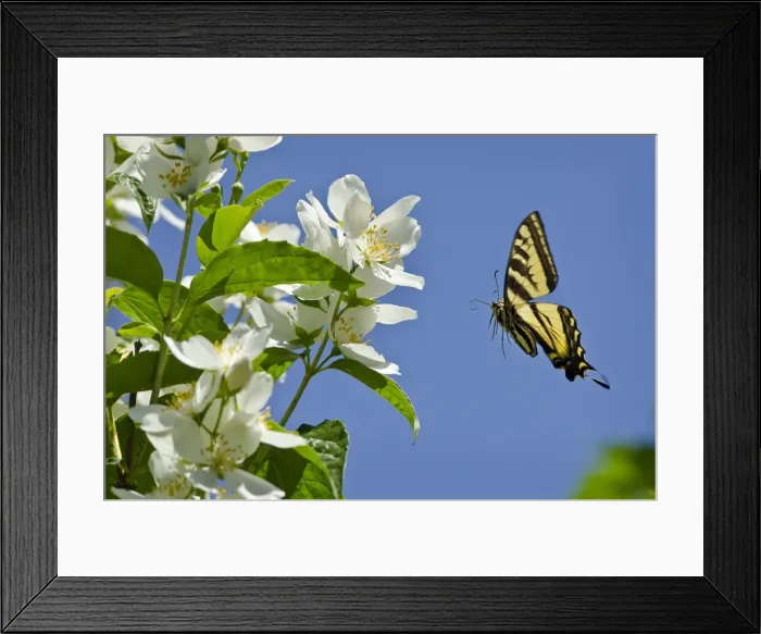 Framed Print : Western Tiger Swallowtail - in flight - Pacific Northwest _E7A0059 Framed Print : Western Tiger Swallowtail - in flight - Pacific Northwest _E7A0059