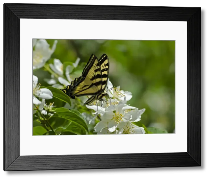Framed Print : Western Tiger Swallowtail - Pacific Northwest _E7A0135 Framed Print : Western Tiger Swallowtail - Pacific Northwest _E7A0135