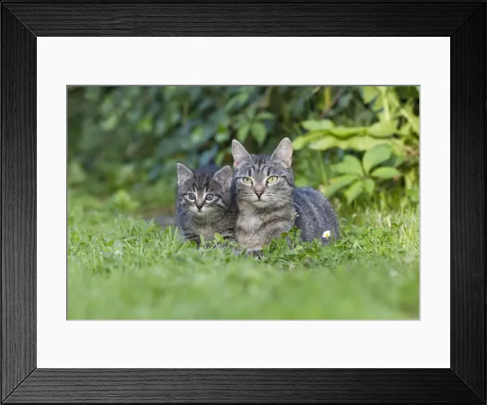 Framed Print : Cat - mother with kitten resting in garden - Lower Saxony - Germany Framed Print : Cat - mother with kitten resting in garden - Lower Saxony - Germany