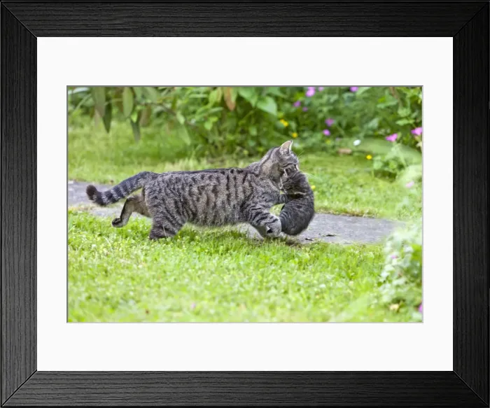 Framed Print : Cat - mother transporting kitten through garden - Lower Saxony - Germany Framed Print : Cat - mother transporting kitten through garden - Lower Saxony - Germany