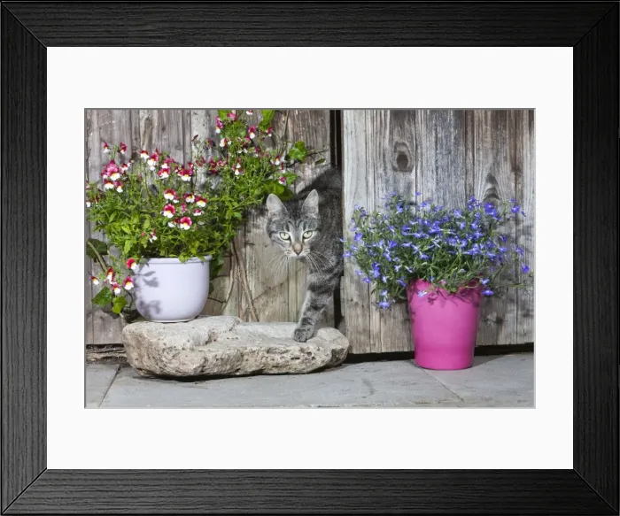 Framed Print : Cat - emerging from garden shed - Lower Saxony - Germany Framed Print : Cat - emerging from garden shed - Lower Saxony - Germany