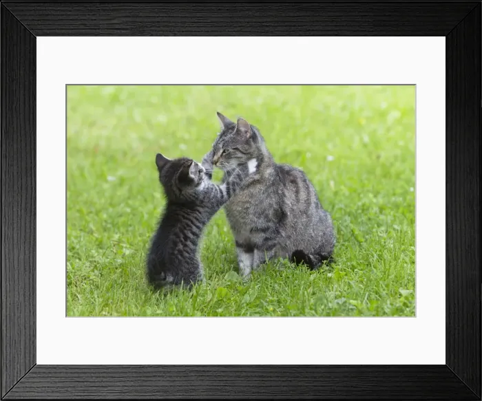 Framed Print : Cat - kitten playing with mother in garden - Lower Saxony - Germany Framed Print : Cat - kitten playing with mother in garden - Lower Saxony - Germany