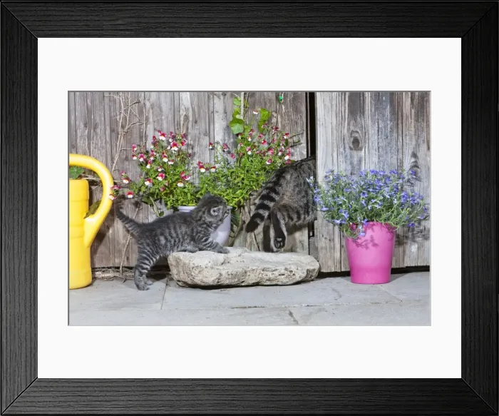 Framed Print : Cat - mother entering garden shed followed by kitten - Lower Saxony - Germany Framed Print : Cat - mother entering garden shed followed by kitten - Lower Saxony - Germany