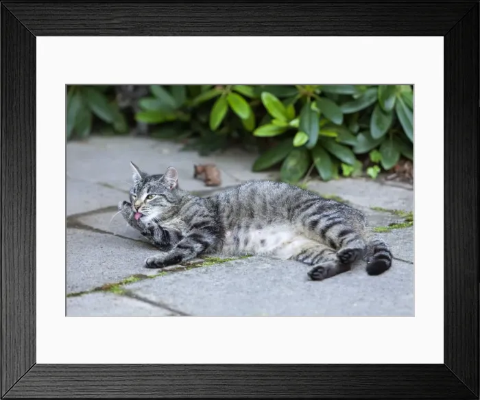 Framed Print : Cat - cleaning itself outdoors - Lower Saxony - Germany Framed Print : Cat - cleaning itself outdoors - Lower Saxony - Germany