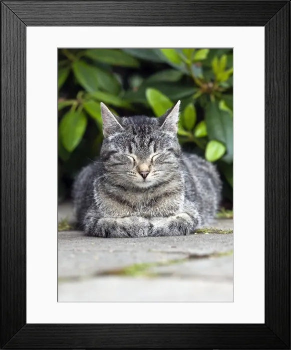 Framed Print : Cat - sleeping in garden - Lower Saxony - Germany Framed Print : Cat - sleeping in garden - Lower Saxony - Germany