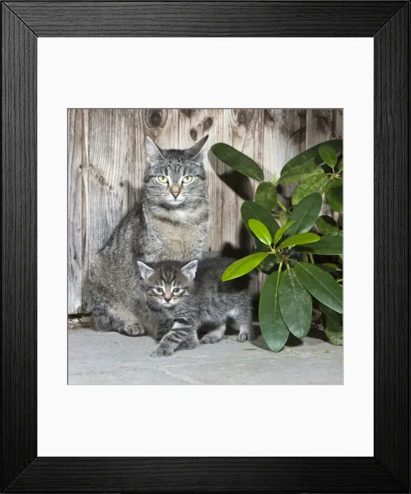 Framed Print : Cat - mother with kitten beside garden shed - Lower Saxony - Germany Framed Print : Cat - mother with kitten beside garden shed - Lower Saxony - Germany