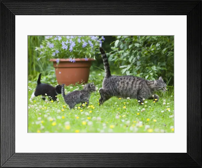 Framed Print : Cat - mother with two kittens in garden - Lower Saxony - Germany Framed Print : Cat - mother with two kittens in garden - Lower Saxony - Germany