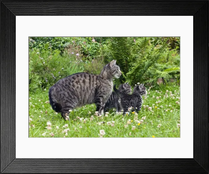 Framed Print : Cat - mother with two kittens in garden - Lower Saxony - Germany Framed Print : Cat - mother with two kittens in garden - Lower Saxony - Germany