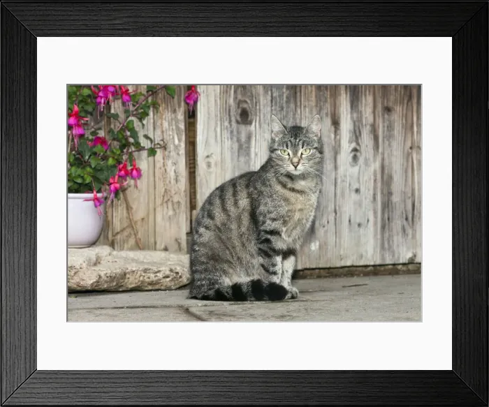 Framed Print : Cat - in front of garden shed - Lower Saxony - Germany Framed Print : Cat - in front of garden shed - Lower Saxony - Germany