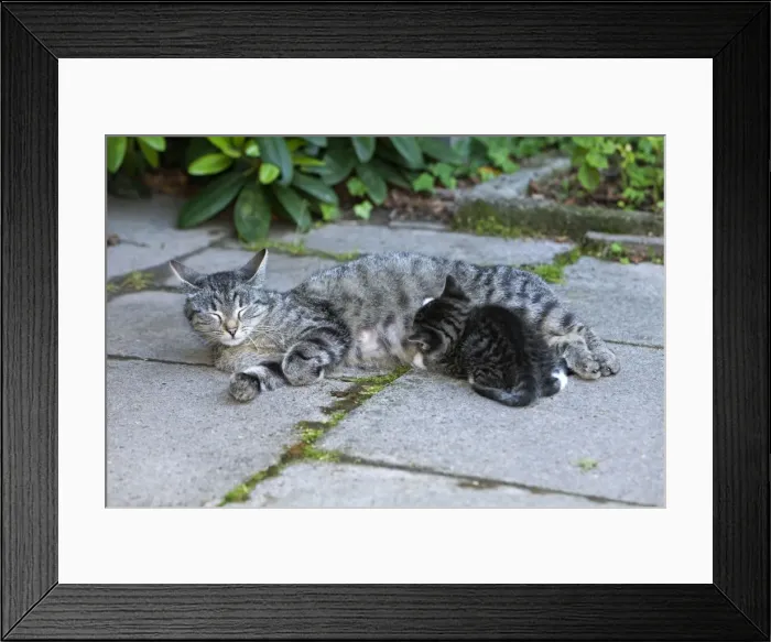 Framed Print : Cat - suckling kitten outdoors - Lower Saxony - Germany Framed Print : Cat - suckling kitten outdoors - Lower Saxony - Germany