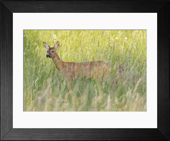 Framed Print : Roe Deer - doe with fawn in grass wilderness - Lower Saxony - Germany Framed Print : Roe Deer - doe with fawn in grass wilderness - Lower Saxony - Germany