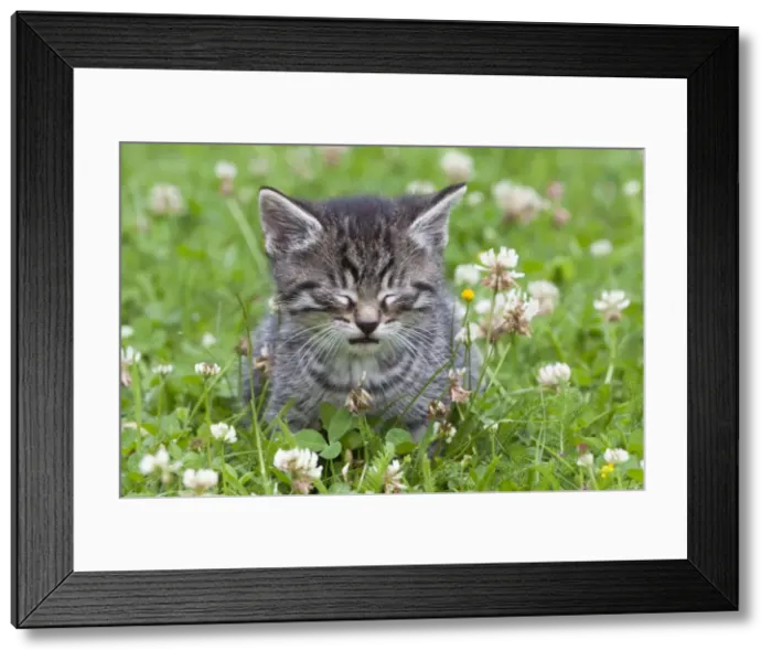 Framed Print : Cat - kitten taking a nap in garden - Lower Saxony - Germany Framed Print : Cat - kitten taking a nap in garden - Lower Saxony - Germany