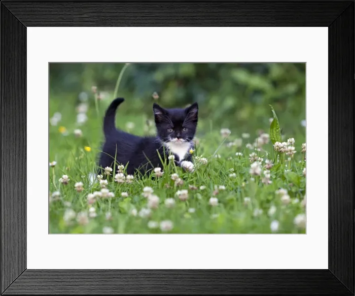 Framed Print : Cat - kitten on lawn - Lower Saxony - Germany Framed Print : Cat - kitten on lawn - Lower Saxony - Germany