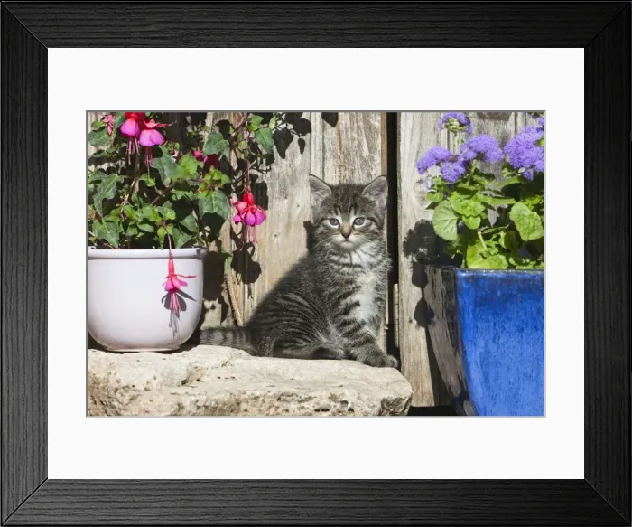 Framed Print : Cat - kitten sitting in front of garden shed - Lower Saxony - Germany Framed Print : Cat - kitten sitting in front of garden shed - Lower Saxony - Germany
