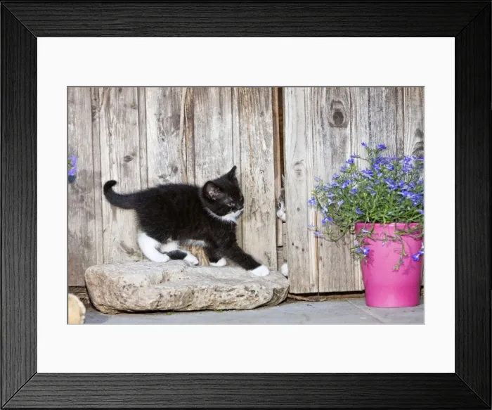 Framed Print : Cat - two kittens playing in garden shed - Lower Saxony - Germany Framed Print : Cat - two kittens playing in garden shed - Lower Saxony - Germany
