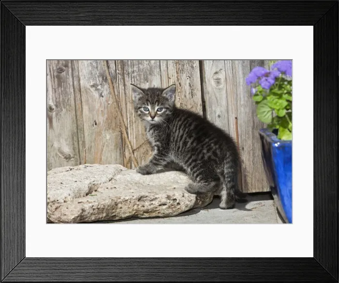 Framed Print : Cat - kitten in front of garden shed - Lower Saxony - Germany Framed Print : Cat - kitten in front of garden shed - Lower Saxony - Germany