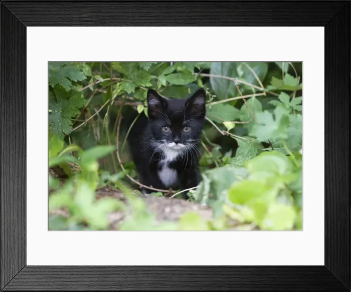 Framed Print : Cat - Kitten in garden - Lower Saxony - Germany Framed Print : Cat - Kitten in garden - Lower Saxony - Germany