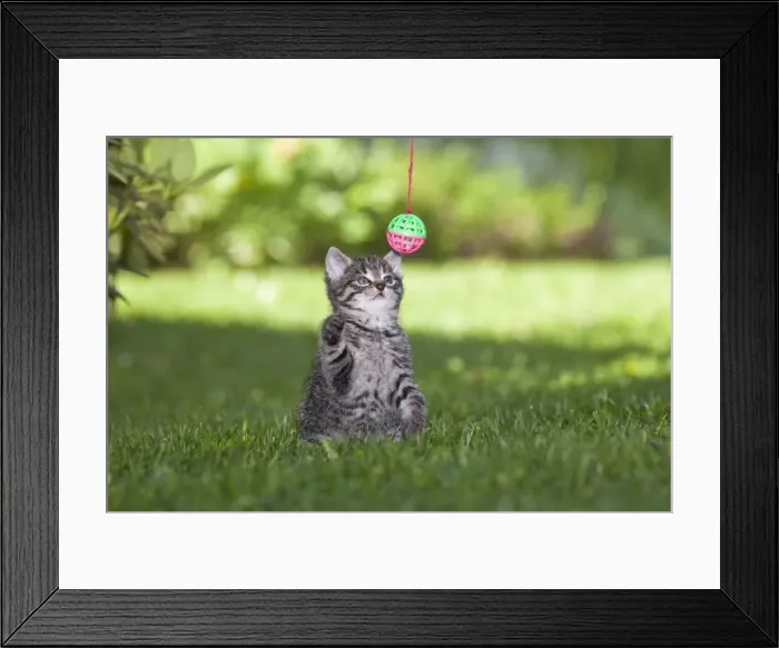 Framed Print : Cat - kitten playing with bell-ball in garden - Lower Saxony - Germany Framed Print : Cat - kitten playing with bell-ball in garden - Lower Saxony - Germany