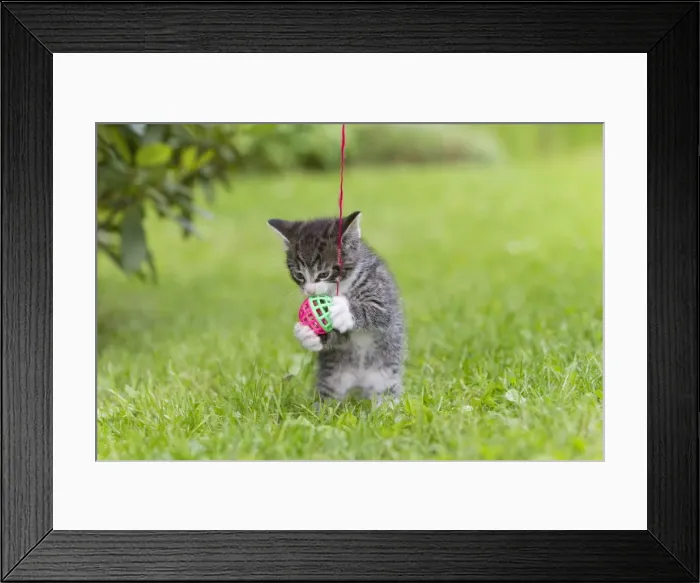 Framed Print : Cat - kitten playing with bell-ball in garden - Lower Saxony - Germany Framed Print : Cat - kitten playing with bell-ball in garden - Lower Saxony - Germany