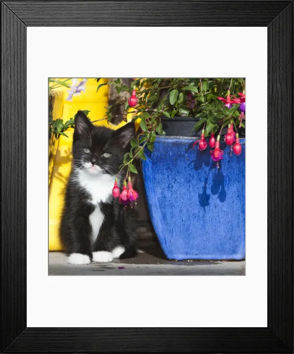 Framed Print : Cat - kitten sitting between plant pots - outdoors - Lower Saxony - Germany Framed Print : Cat - kitten sitting between plant pots - outdoors - Lower Saxony - Germany