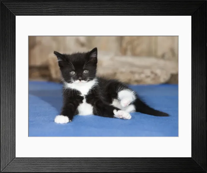 Framed Print : Cat - resting on carpet - outdoors - Lower Saxony - Germany Framed Print : Cat - resting on carpet - outdoors - Lower Saxony - Germany