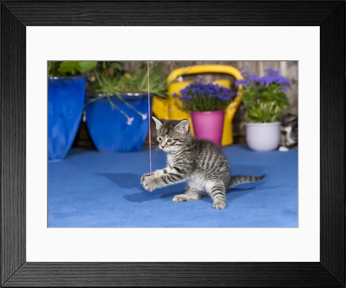 Framed Print : Cat - kitten playing with wool ball outdoors - Lower Saxony - Germany Framed Print : Cat - kitten playing with wool ball outdoors - Lower Saxony - Germany