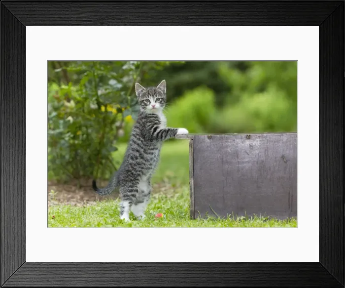 Framed Print : Cat - Kitten standing upright against box - in garden - Lower Saxony - Germany Framed Print : Cat - Kitten standing upright against box - in garden - Lower Saxony - Germany