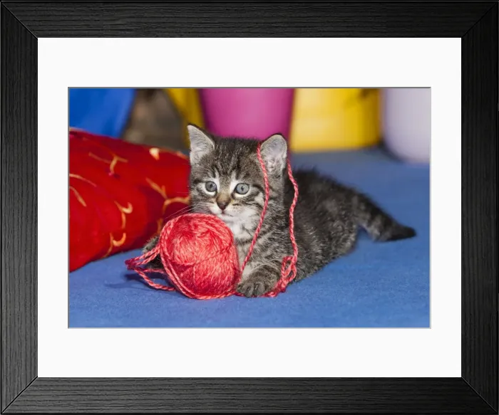 Framed Print : Cat - kitten playing with wool ball - Lower Saxony - Germany Framed Print : Cat - kitten playing with wool ball - Lower Saxony - Germany