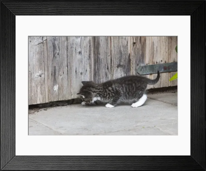 Framed Print : Cat - two kittens playing hide-and-seek at garden shed - Lower Saxony - Germany Framed Print : Cat - two kittens playing hide-and-seek at garden shed - Lower Saxony - Germany
