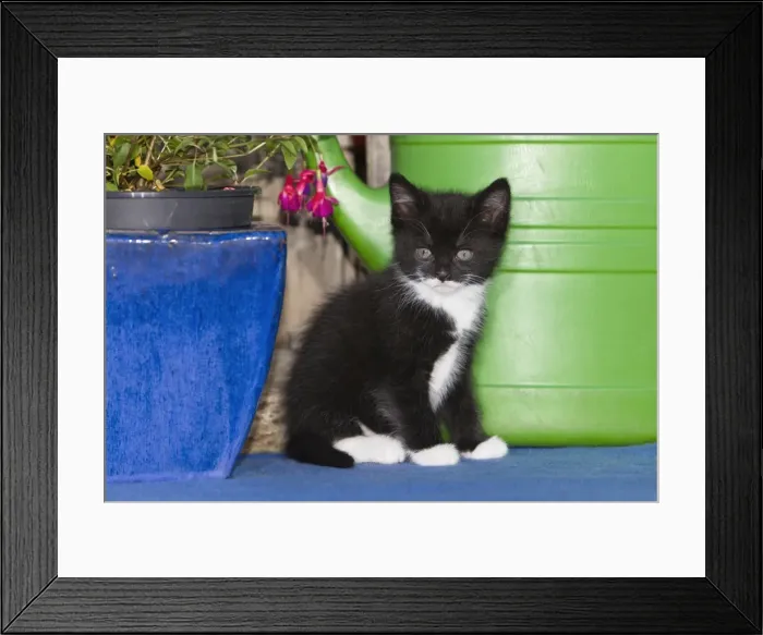 Framed Print : Cat - kitten sitting on carpet - outdoors - Lower Saxony - Germany Framed Print : Cat - kitten sitting on carpet - outdoors - Lower Saxony - Germany