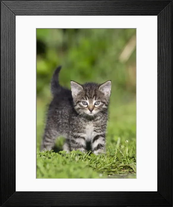 Framed Print : Cat - kitten walking across lawn - Lower Saxony - Germany