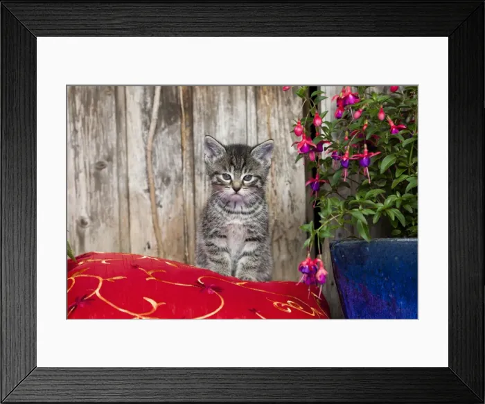 Framed Print : Cat - kitten sitting on cushion - outdoors - Lower Saxony - Germany Framed Print : Cat - kitten sitting on cushion - outdoors - Lower Saxony - Germany