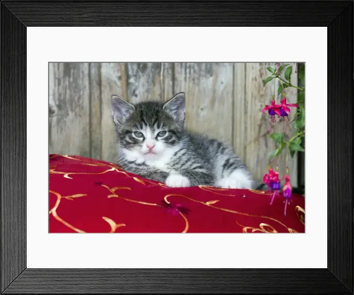 Framed Print : Cat - kitten sitting on cushion - outdoors - Lower Saxony - Germany Framed Print : Cat - kitten sitting on cushion - outdoors - Lower Saxony - Germany