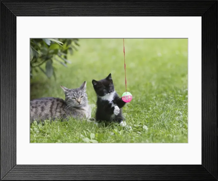 Framed Print : Cat - kitten with mother in garden - playing with bell-ball - Lower Saxony - Germany Framed Print : Cat - kitten with mother in garden - playing with bell-ball - Lower Saxony - Germany