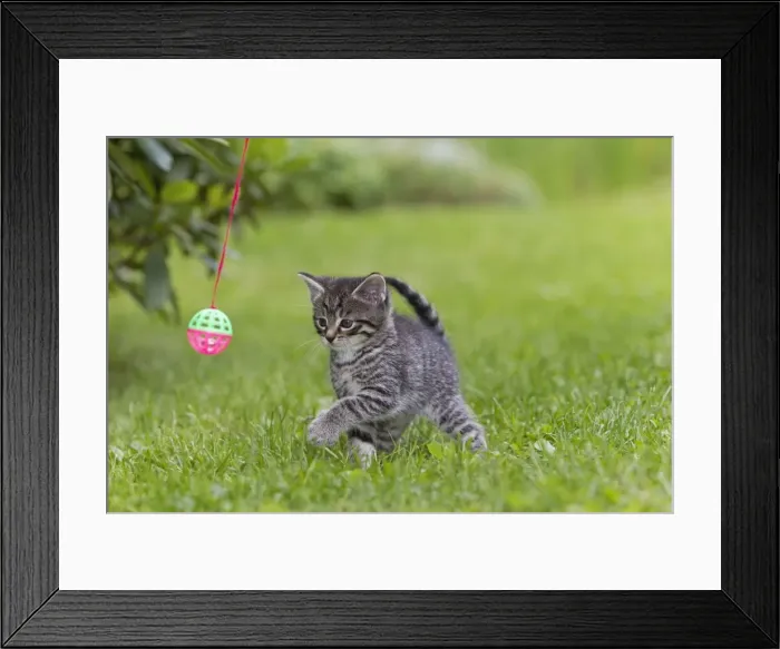 Framed Print : Cat - kitten playing with bell-ball in garden - Lower Saxony - Germany Framed Print : Cat - kitten playing with bell-ball in garden - Lower Saxony - Germany