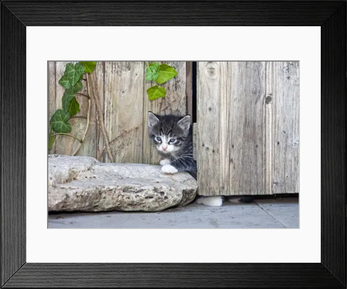 Framed Print : Cat - kitten peering out of garden shed door - Lower Saxony - Germany Framed Print : Cat - kitten peering out of garden shed door - Lower Saxony - Germany