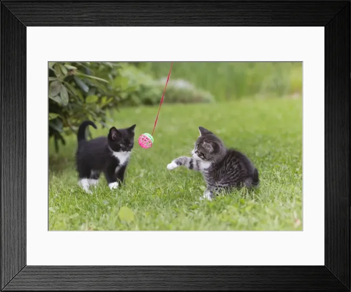 Framed Print : Cat - two kitten playing with bell-ball in garden - Lower Saxony - Germany