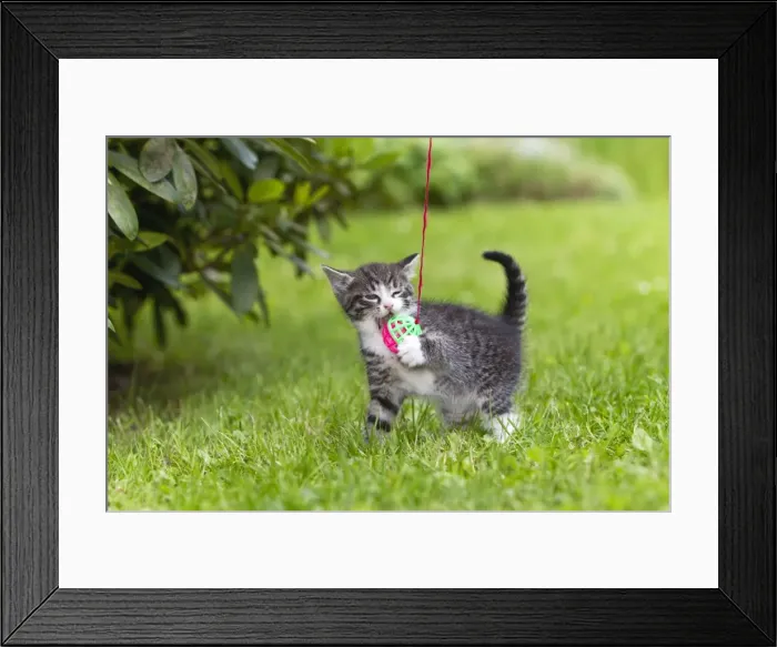 Framed Print : Cat - kitten playing with bell-ball in garden - Lower Saxony - Germany Framed Print : Cat - kitten playing with bell-ball in garden - Lower Saxony - Germany