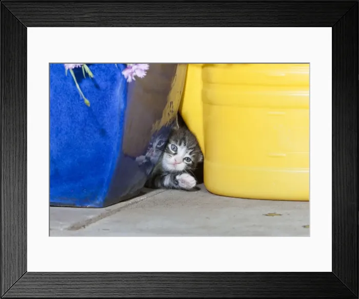Framed Print : Cat - kitten playing between garden utensils - Lower Saxony - Germany Framed Print : Cat - kitten playing between garden utensils - Lower Saxony - Germany