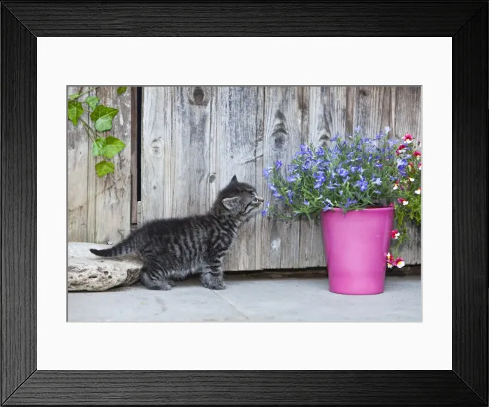 Framed Print : Cat - kitten sniffing at flowers outdoors - Lower Saxony - Germany Framed Print : Cat - kitten sniffing at flowers outdoors - Lower Saxony - Germany