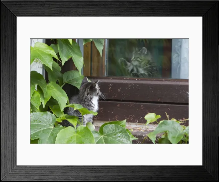 Framed Print : Cat - kitten peering at another kitten through glass door - Lower Saxony - Germany Framed Print : Cat - kitten peering at another kitten through glass door - Lower Saxony - Germany