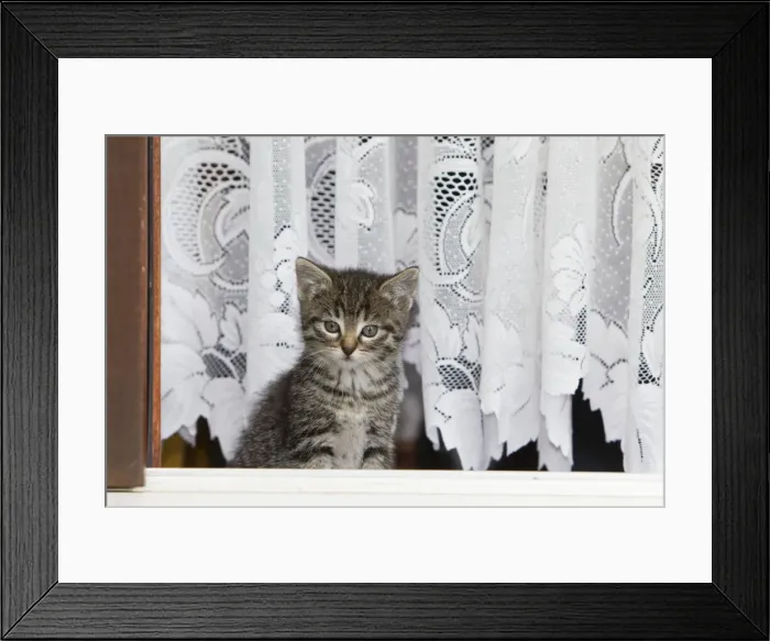 Framed Print : Cat - kitten in open doorway - Lower Saxony - Germany Framed Print : Cat - kitten in open doorway - Lower Saxony - Germany
