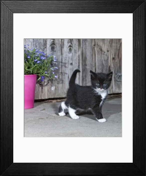 Framed Print : Cat - kitten in front of garden shed - Lower Saxony - Germany Framed Print : Cat - kitten in front of garden shed - Lower Saxony - Germany