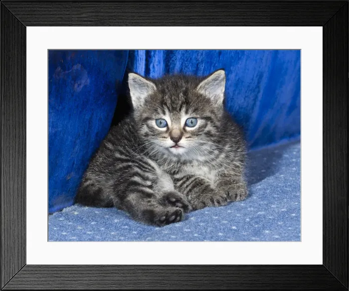 Framed Print : Domestic Cat - kitten resting on carpet - Lower Saxony - Germany Framed Print : Domestic Cat - kitten resting on carpet - Lower Saxony - Germany