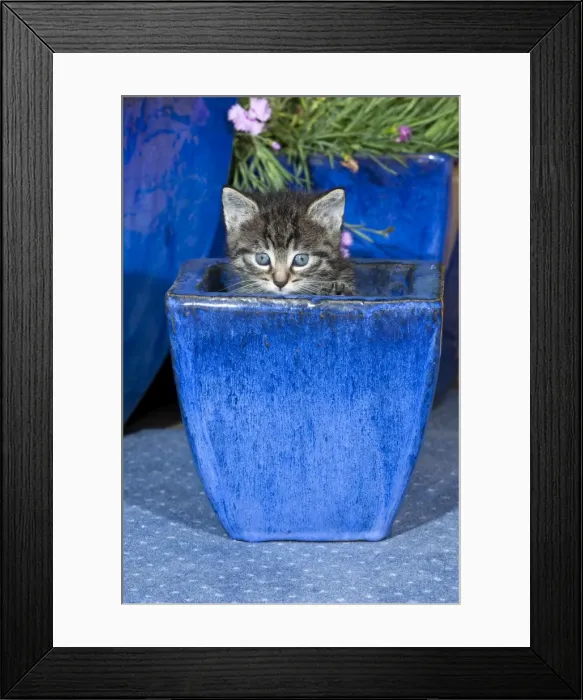Framed Print : Cat - kitten playing in plant pot - Lower Saxony - Germany Framed Print : Cat - kitten playing in plant pot - Lower Saxony - Germany