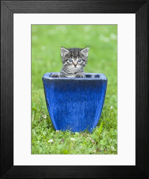 Framed Print : Cat - kitten playing in plant pot on lawn - Lower Saxony - Germany Framed Print : Cat - kitten playing in plant pot on lawn - Lower Saxony - Germany