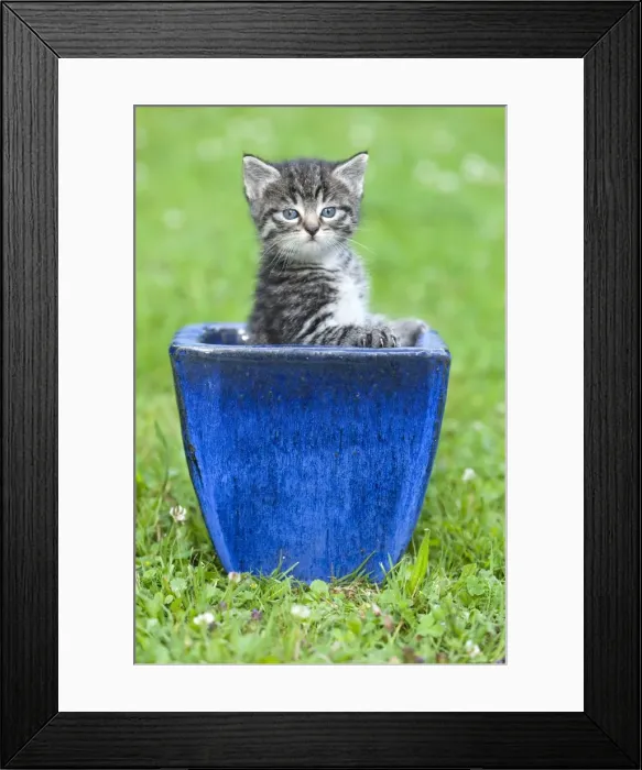Framed Print : Cat - kitten playing in plant pot on lawn - Lower Saxony - Germany Framed Print : Cat - kitten playing in plant pot on lawn - Lower Saxony - Germany