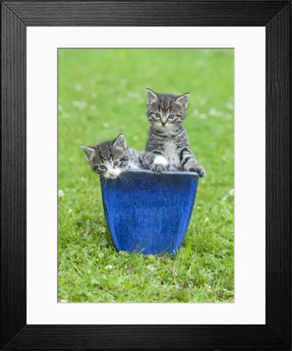 Framed Print : Cat - two kittens playing in plant pot on lawn - Lower Saxony - Germany Framed Print : Cat - two kittens playing in plant pot on lawn - Lower Saxony - Germany
