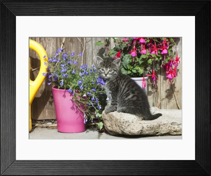 Framed Print : Cat - kitten resting between plant pots - Lower Saxony - Germany Framed Print : Cat - kitten resting between plant pots - Lower Saxony - Germany